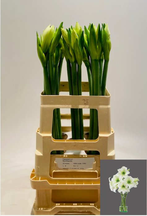 <h4>HIPP GA NORTHPOLE</h4>