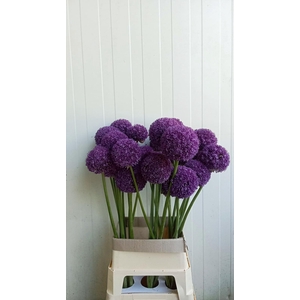 Allium Ambassador