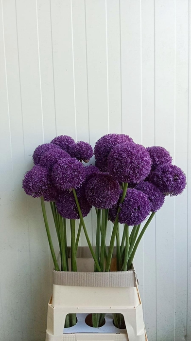 <h4>Allium Ambassador</h4>