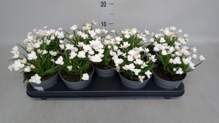 <h4>Rhodohypoxis baurii</h4>