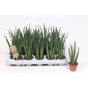Sansevieria Mikado IT