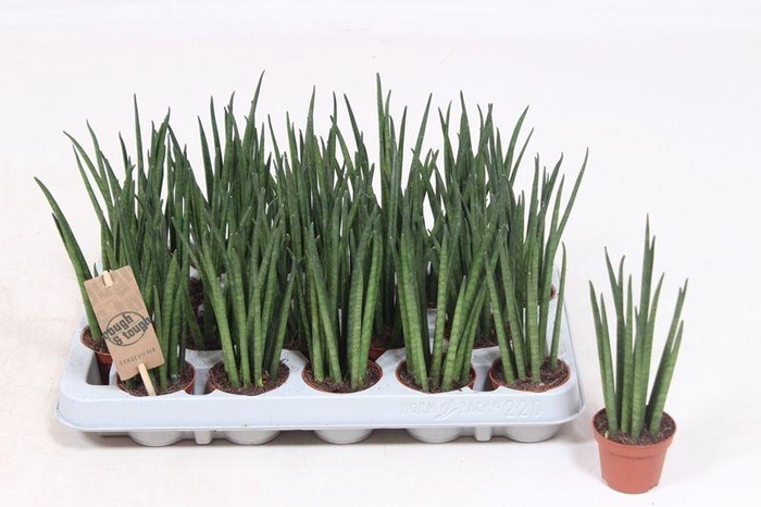 Sansevieria Bacularis SAMI06TF