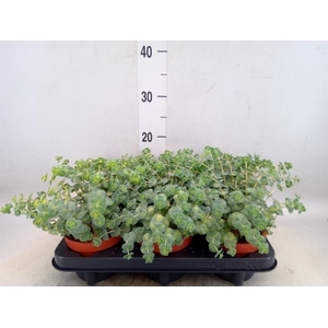 Sedum sieboldii 'Mediovariegatum'