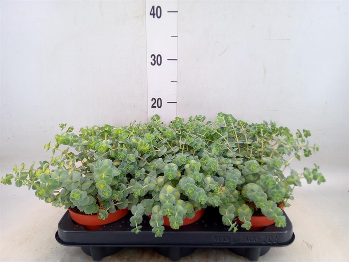 <h4>Sedum sieboldii 'Mediovariegatum'</h4>