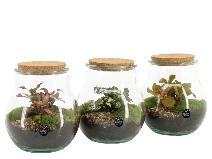 <h4>90365: Terrarium arrangement</h4>