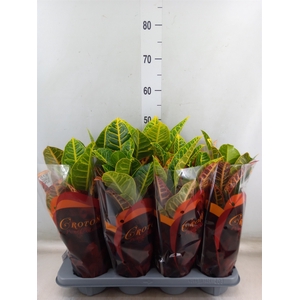 Codiaeum var. GR 'Petra'