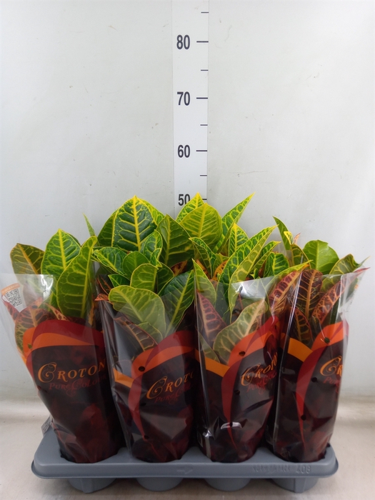 <h4>Codiaeum var. GR 'Petra'</h4>