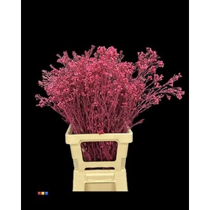 Waxflower Cerise