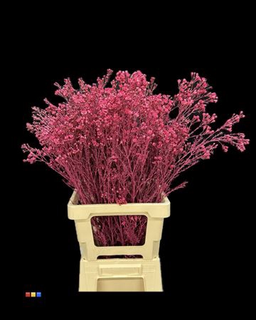 Waxflower Cerise