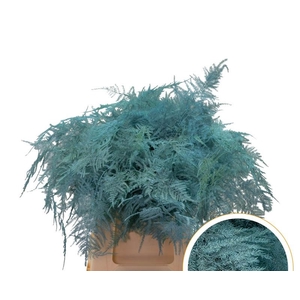Asparagus 1e Veren Ice Blue