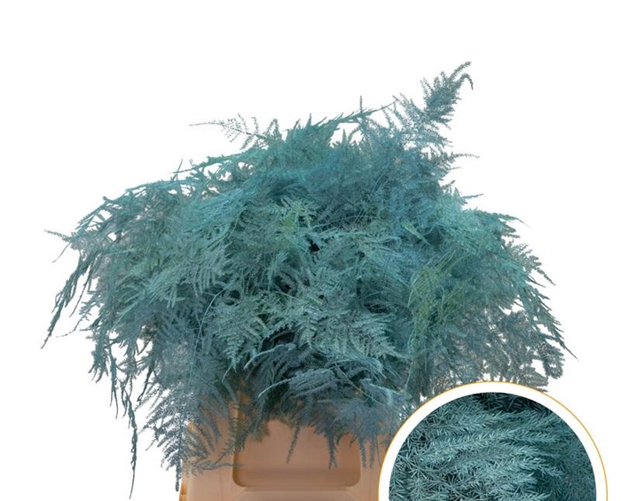 <h4>Asparagus 1e Veren Ice Blue</h4>