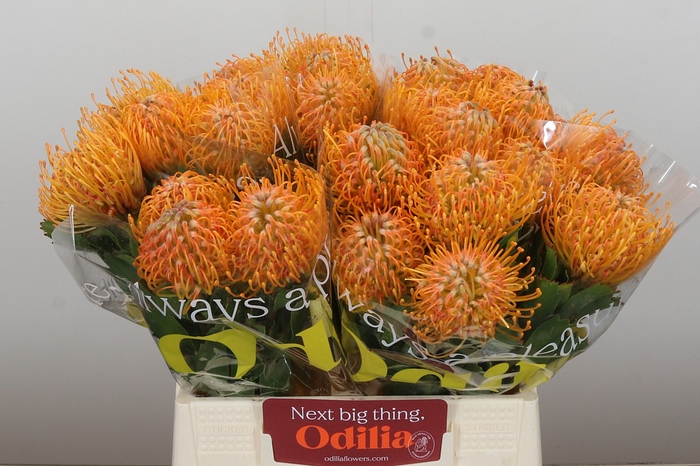 Nutans Soleil