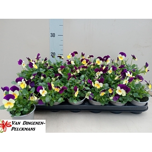 VIO CO TW YELL PUR W