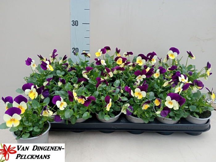 <h4>VIO CO TW YELL PUR W</h4>