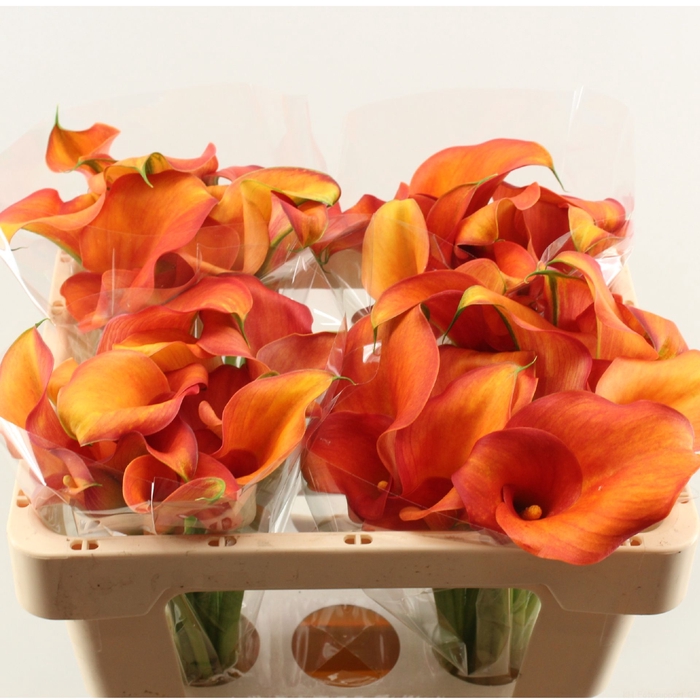 <h4>Calla Captain Odeon Double</h4>