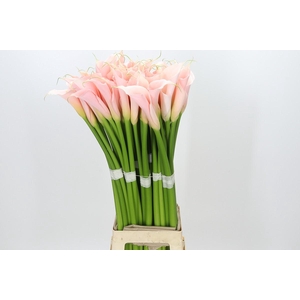 Zantedeschia Eydolls Salmon