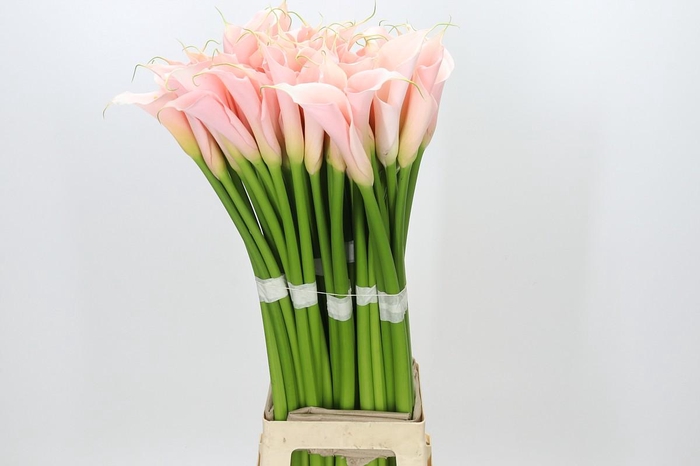 Zantedeschia Eydolls Salmon