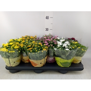 Chrysanthemum  'Swifty'  ...mix