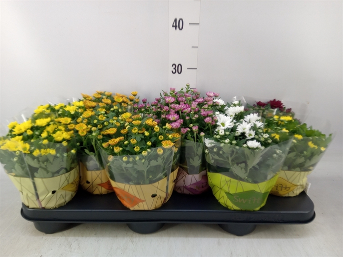 <h4>Chrysanthemum  'Swifty'  ...mix</h4>