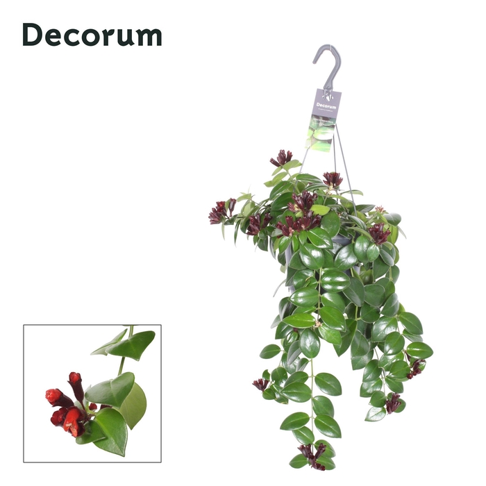 <h4>AESCHYN MONA LISA</h4>