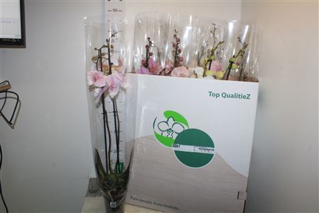 <h4>Phal Gem 2 Branches 18+</h4>