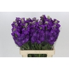 Matthiola Iron Purple