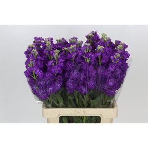 Matthiola Iron Purple