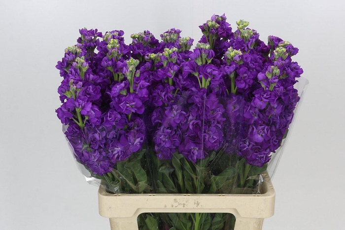 Matthiola Iron Purple