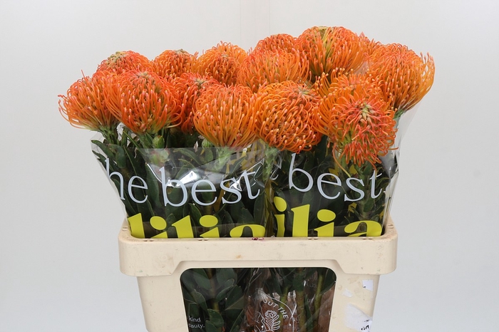 Nutans Ayoba Peach
