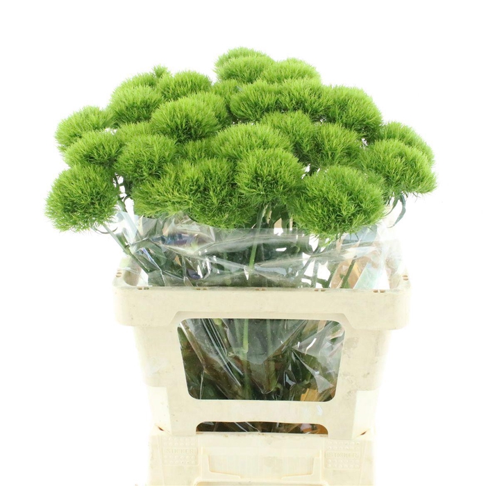 <h4>DI BARB KIWI MELLOW</h4>