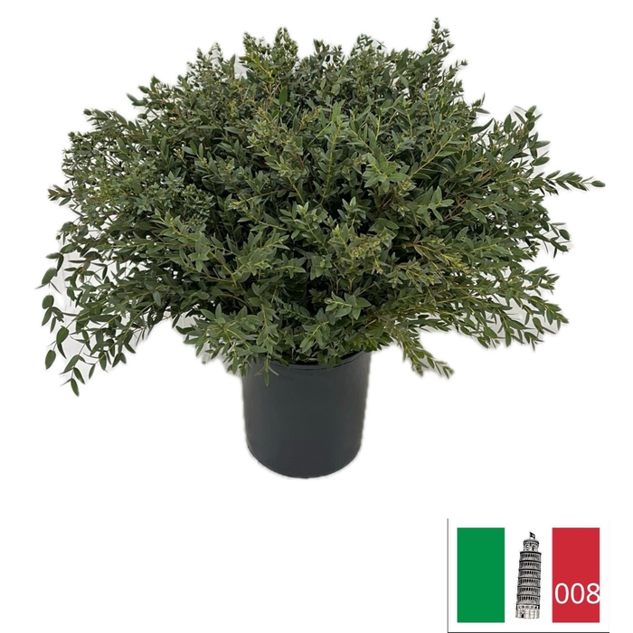 <h4>EUC PARVIFOLIA PB</h4>