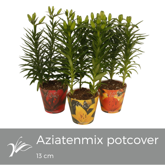 <h4>Lilium 13 cm aziatenmix potcover (az. lelie)</h4>