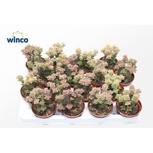 Crassula Perforata Variegata