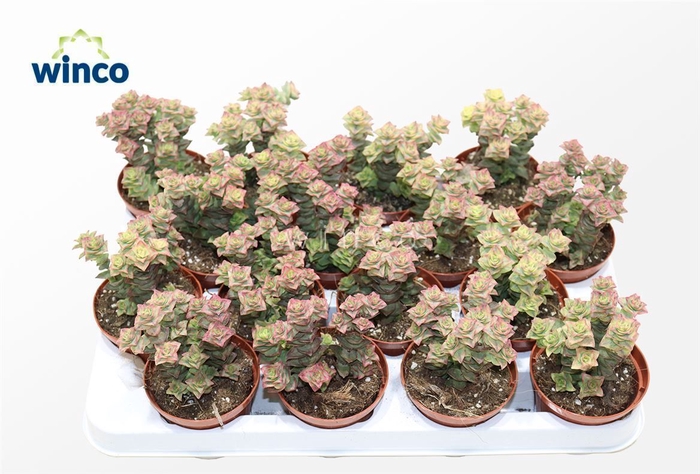 <h4>Crassula Perforata Variegata</h4>