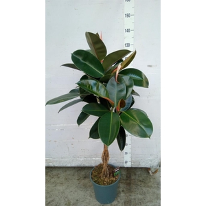 Ficus elastica 'Burgundy'