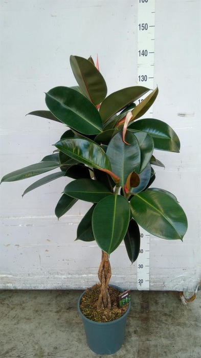 <h4>Ficus elastica 'Burgundy'</h4>