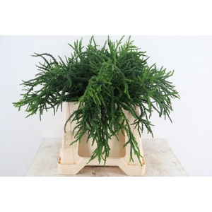 CONIFEER CRYPT. RASEN SUGI PER BUNCH