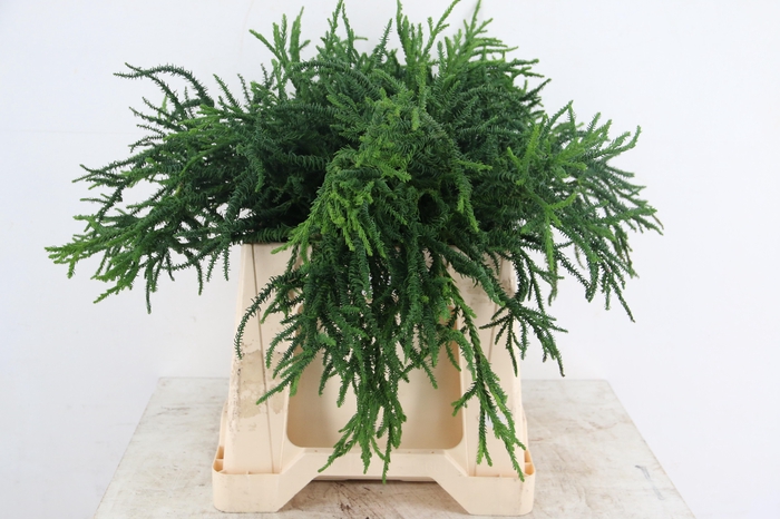 <h4>CONIFEER CRYPT. RASEN SUGI PER BUNCH</h4>