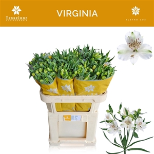 Alstroemeria Virginia 75gr, jong gewas