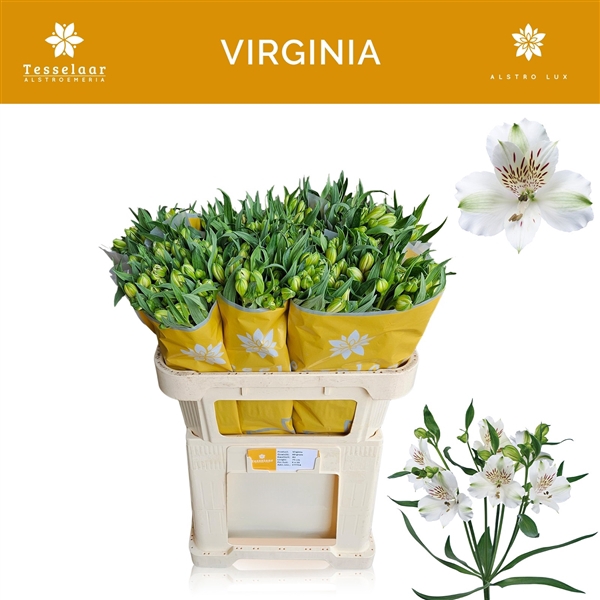 <h4>Alstroemeria Virginia 75gr, jong gewas</h4>