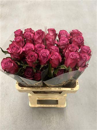 <h4>R Gr Kendal</h4>