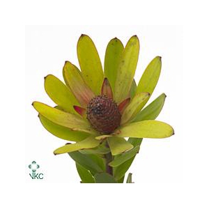 Leucadendron Rosette