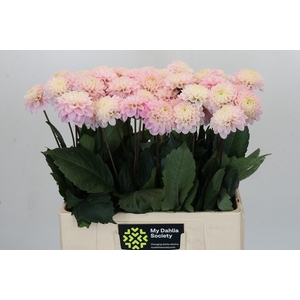Dahlia Wizard of Oz