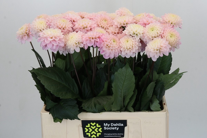 <h4>Dahlia Wizard of Oz</h4>
