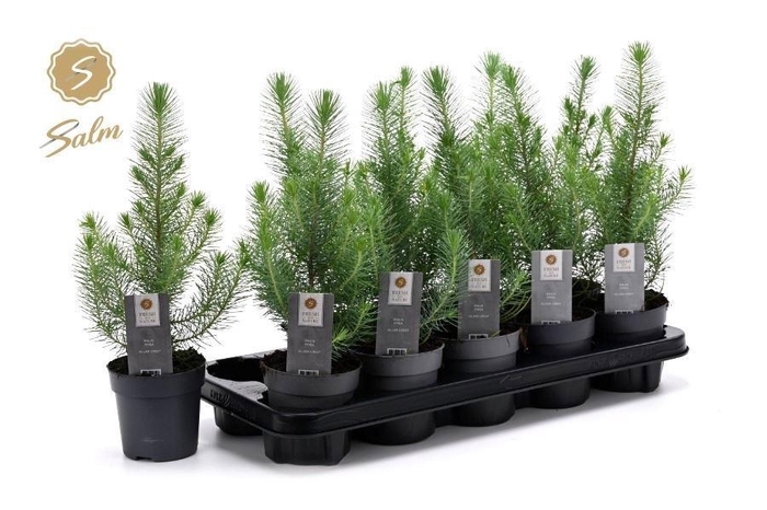 <h4>PINUS SILVER CREST</h4>