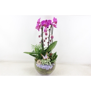 arr2 PL - Glas Henrik phal. lila