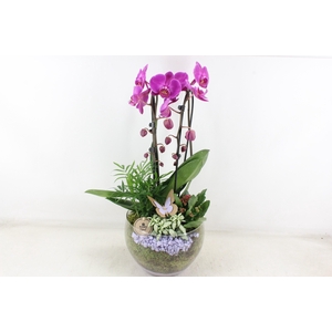 arr2 PL - Glas Henrik phal. lila