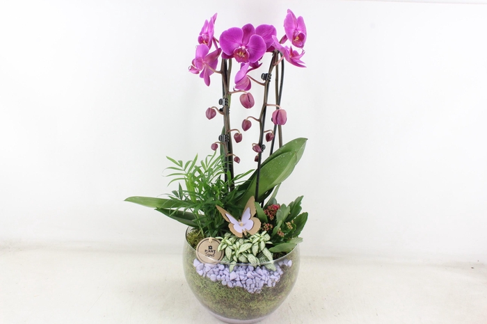 <h4>arr2 PL - Glas Henrik phal. lila</h4>