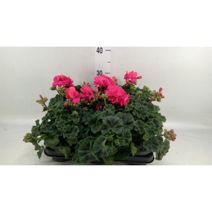 Pelargonium zona.   ...F1