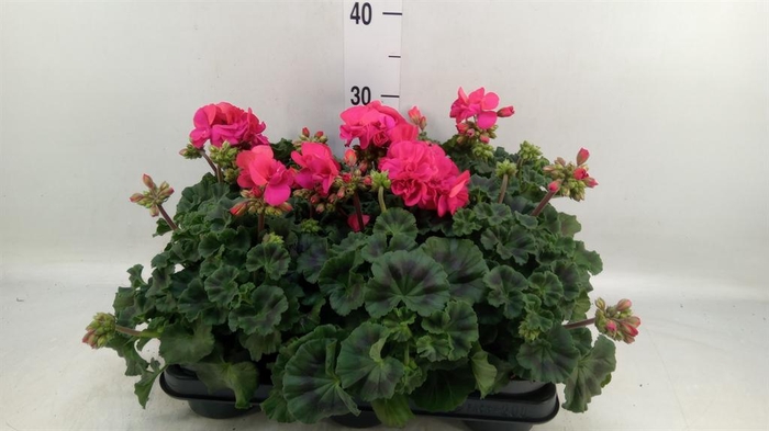 <h4>Pelargonium zona.   ...F1</h4>